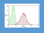 P-Selectin On Cultured Mouse Skin Endothelial Cells