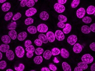NucSpot® Live Cell Nuclear Stains
