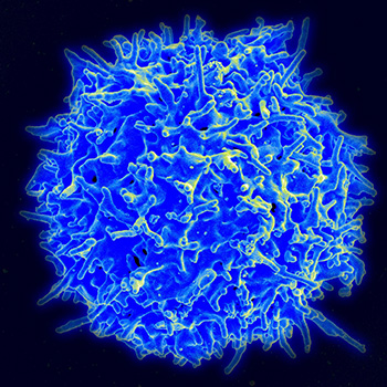 normal t cell