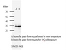 Great UCP-1 Antibody