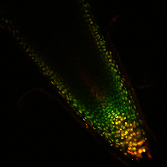 soybean root tip