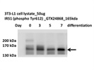 IRS1 Phospho Tyr612 Antibody for Western Blot