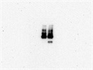 Phospho-Rb Antibody