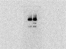 Nice Phospho-Rb Antibody