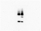 Good Phospho-RB Antibody for Western Blot