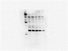 KIF15 Antibody