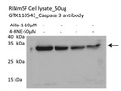 Caspase 3 Antibody for Western Blot