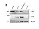 Western Blot of C-MYC