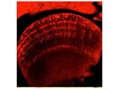 Sensitive mCherry Antibody in Drosophila Brain