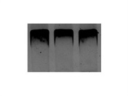 Good Kit for Producing cDNA