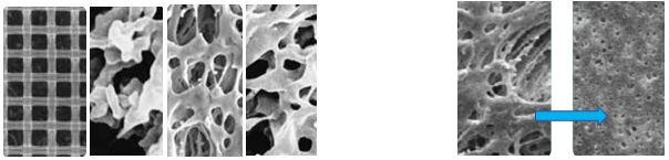 SEM of membranes used for filtration
