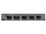 LAMP Antibody for Western Blot and Immunofluorescence