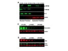 Great Anti-Mouse IgG for Western Blot