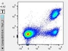 Great Antibody to Identify Donor T cells using CD90.2