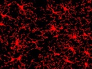 A Really Consistent And Specific Microglial Marker