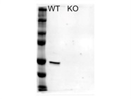 Great Antibody for DDX6