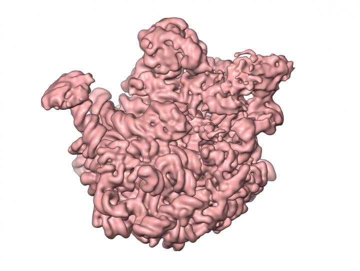 ribosomes
