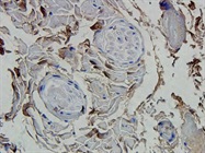 CD133 antibody