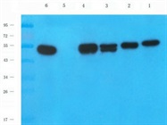 Mlkl antibody