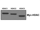 Great Myc Tag Antibody for Western Blot