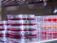 CO2 Incubator Buyers Guide