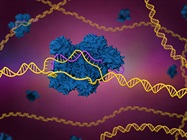 CRISPR, the Next Generation