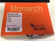 Gel Purification of PCR Amplified DNA