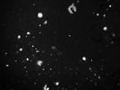 Great ß-Amyloid Antibody