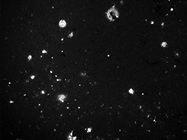 Great ß-Amyloid Antibody
