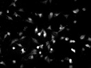 Good PCNA Antibody