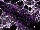 Great CD31 Antibody for Staining Live Tissue Sections