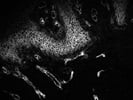Great Notch-3 Antibody