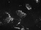 Great GL7 Antibody