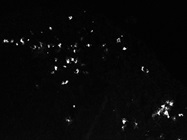 Excellent Ly6G Antibody