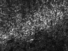 Excellent H2 (MHC-class II) Antibody