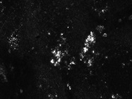 Great CD185 Antibody