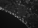Good CD206 Antibody