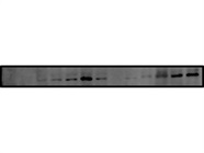 LAMP1 Antibody for Western Blot