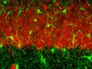 Very Clean and Consistent Neuronal Nuclei Staining