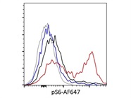 Anti-Mouse Phospho-S6 Antibody