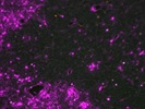 Immunofluorescence Imaging for Amplified CD11c