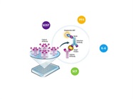 10% Off for All 800+ ELISA Kits