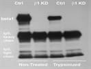 Excellent Antibody to Precipitate Human Beta 1 Integrin