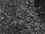 Good Notch-2 Antibody