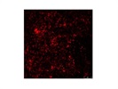 F4/80 in Immunofluorescence Imaging