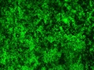 CD45.2 Antibody for Immune Cells in Several Organs