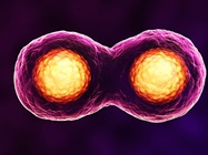 Cell Proliferation Analysis by Flow CytometryTips for Optimizing Your Experiment