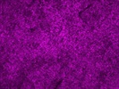 CD45.1 Antibody for Immunofluorescence Imaging