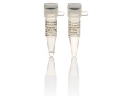 DreamTaq Hot Start DNA Polymerase