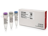 Invitrogen Platinum II Taq Hot-Start DNA Polymerase